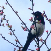 Что-то высматривает :: Людмила Смородинская Что-то высматривает :: Людмила Смородинская