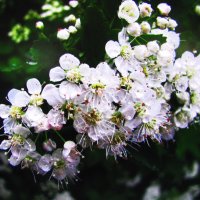 Боярышник цветёт :: Людмила Смородинская Боярышник цветёт :: Людмила Смородинская