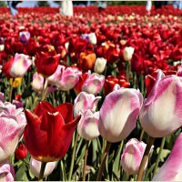 На тюльпановом поле. :: Валерия Комова