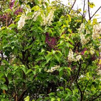 Сирень смешанная,,,, :: Анатолий Колосов