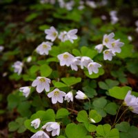 Кислица обыкновенная :: Светлана Мишенёва