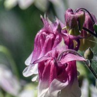 И муровьям тоже вкусно :: Alexandеr P