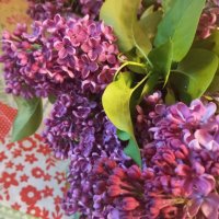 Сирень :: Елена Семигина