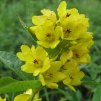 Вербейник :: Anna Ivanova Вербейник :: Anna Ivanova