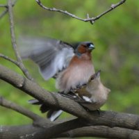 Зяблики. Продолжение жизни :: Николай Зяблики. Продолжение жизни :: Николай