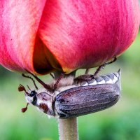 Находчивый майский :: Александр Ковальчук