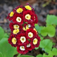 Примула Медвежье ушко :: Светлана Примула Медвежье ушко :: Светлана