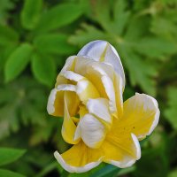 Не пойми что... :: Светлана Не пойми что... :: Светлана