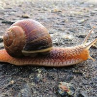 Переползает дорогу :: Андрей Снегерёв Переползает дорогу :: Андрей Снегерёв