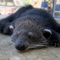 Лювак.... :: Владимир Куликов