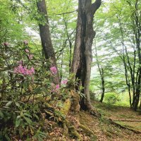 РОДОДЕНДРОНОВЫЙ РАЙ :: Tata Wolf