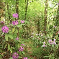 РОДОДЕНДРОНОВЫЙ РАЙ :: Tata Wolf