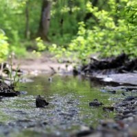 Ручей :: Николай (dr.Zlo) Кузнецов