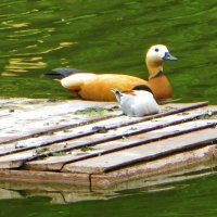 Крачка и огарь :: Александр Чеботарь