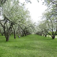 Яблони в цвету :: Маера Урусова Яблони в цвету :: Маера Урусова