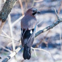 Сойка. :: Владимир Безбородов Сойка. :: Владимир Безбородов