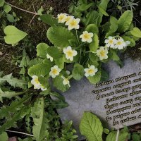 Городские цветы… :: Любовь 