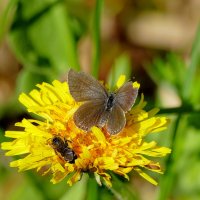 Бабочки, снятые вчера 2 :: Александр Прокудин Бабочки, снятые вчера 2 :: Александр Прокудин