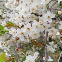 Вишня :: Сапсан 