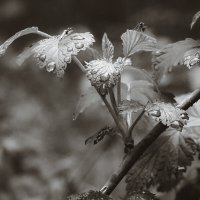 Майский дождик (чб) :: Сергей Царёв