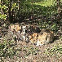 замаскировался :: zavitok *