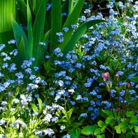 Незабудки на городской клумбе. :: Милешкин Владимир Алексеевич 