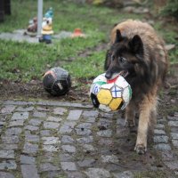 Кто сегодня вратарь? :: Магомед . Кто сегодня вратарь? :: Магомед .