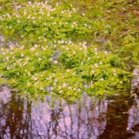 Анемонелла - миниатюрная :: Сергей Кочнев