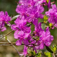 Цветущий май. :: Виктор Иванович Чернюк