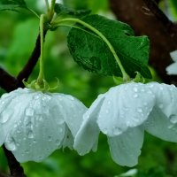 Под дождём :: Валентина Богатко Под дождём :: Валентина Богатко