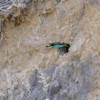 золотистые щурки :: юрий макаров