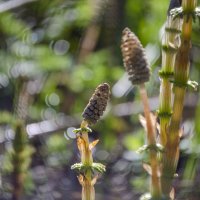 Пистики :: Lyubov Busova