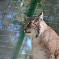 Взгляд :: Татьяна Лютаева