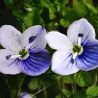 Вероника ползучая :: Людмила Смородинская