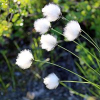 Заячьи хвостики :: Ольга 