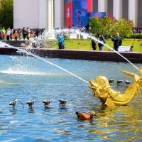 Дружба с золотыми рыбками! :: Татьяна Помогалова Дружба с золотыми рыбками! :: Татьяна Помогалова