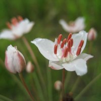 Сусак :: Anna Ivanova