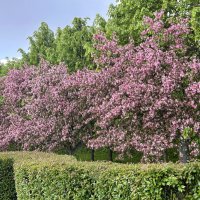 Яблоня Недзвецкого :: Oleg4618 Шутченко