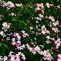 Весенние зарисовки 137 :: Алексей Кузнецов Весенние зарисовки 137 :: Алексей Кузнецов