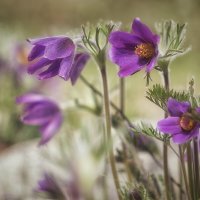 Перврцветы Алтая. :: Марина Юдинских