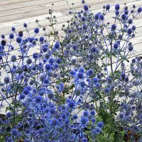 они на радость нам даны :: Олег Лукьянов