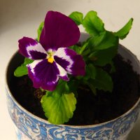 Лучше без дворников ! :: Юрий Куликов