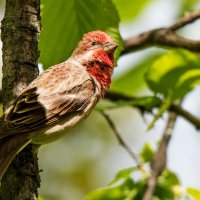 Чечевица. :: Владимир Безбородов Чечевица. :: Владимир Безбородов