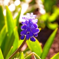 Цветок на даче :: Сергей Швечков