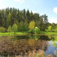 Заросший участок пруда :: Андрей Снегерёв