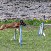 Аджилити :: Анатолий Шумилин Аджилити :: Анатолий Шумилин