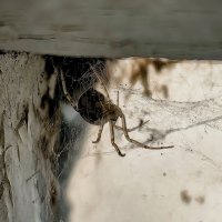 Домашний питомец) :: Светлана 13.06.