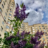 Вот и сирень поспела!) :: Любовь 