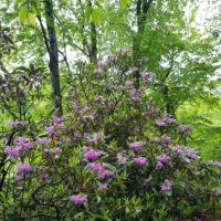 РОДОДЕНДРОН :: Tata Wolf