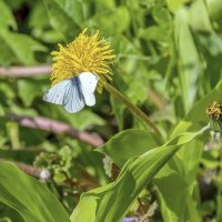 Любительница одуванчиков :: Валерий Иванович
